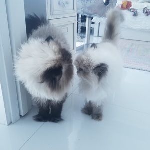 Meet your Posher, Kristin